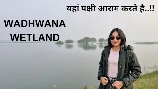 Vadhvana talav | Wadhvana wetland | Wadhwana lake from vadodara | Vadhvana talav dabhoi | Vadhvana