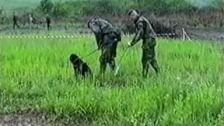 Swedish EOD-dog team in Bosnia, 1998.