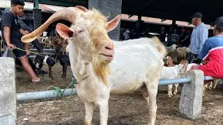 Pasaran Harga Kambing Sapera Bakalan Cempe Kambing Jawa Babon Anak Super Pasar Muntilan Magelang 