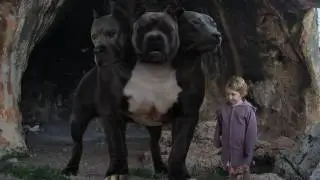 cerberus three-headed dog test.