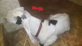 Bakra Eid Funny Dubbing bakra eid funny video
