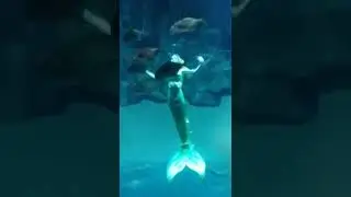 Aquarium de Paris Cineaqua...mermaid show