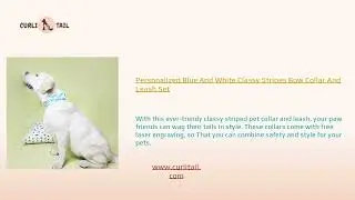 Most Popular Online Pet Store For Pet Accessories | CurliTail