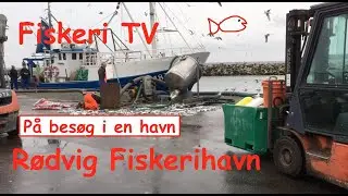 Besøg Rødvig Fiskerihavn på Sjælland! En af de sidste fiskerihavne i Østdanmark!
