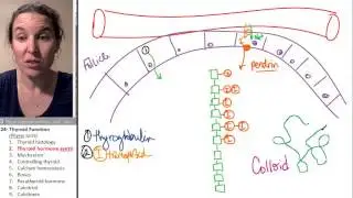 Thyroid 2- Thyroid hormone production