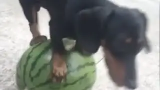 Little dog balances on a watermelon