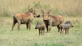 Life of Warthogs Animal Planet wildlife Documentary