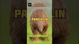 PANGOLIN ! PART-2