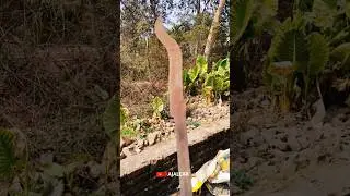 OLD TONO / DESI DAWLI LOHA KA HANDLES #axe #sawblade #blacksmith #farsa #forging #blacksmith #shots