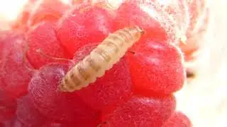 Raspberries maggots - Ma&eth;kur &iacute; berjum - Hindiberja lirfa - Skord&yacute;r - P&ouml;ddur