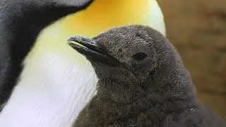 Königspinguin-Küken geschlüpft I Tiergarten Schönbrunn