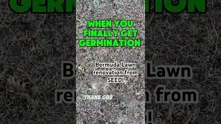 Starting Bermuda Grass from SEED #bermuda #lawncare #turfnation #lawn #bermudagrass