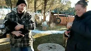How to ear tag and microchip goats