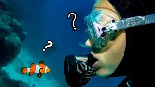3 curiosit&agrave; sul pesce pagliaccio. 