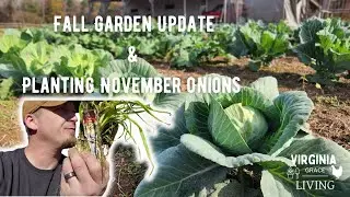 Virginia Fall Garden Update - Planting Fall/Winter Onions In November