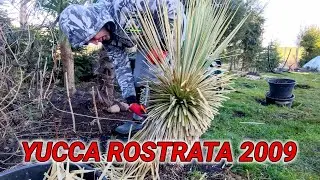 Yucca rostrata. Pierwsze większe cięcie liści 👀✂️ Grzyb na liściach. Juka od nasionka 😐 🙂