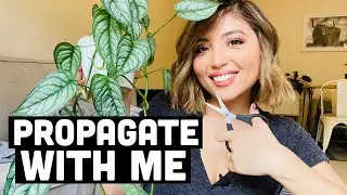 HOW TO PROPAGATE MONSTERA SILTEPECANA | MONSTERA SILTEPECANA CARE