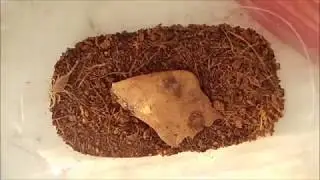 Dune Scorpion (Scorplings)
