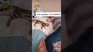 Бенгальский кот копирует своего хозяина / Bengal cat copies its master