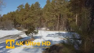 Early Spring in Pine Forest