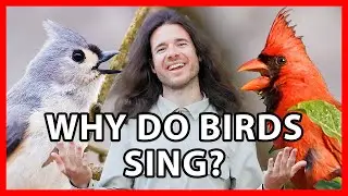 Why Do Birds Sing?