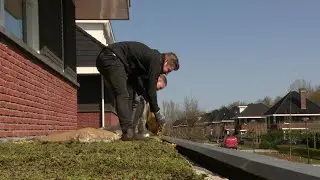 Bewoners in Lelystad gaan samen hun daken vergroenen