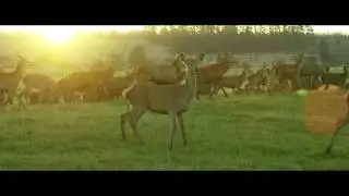 Silver Fern Farms Venison Brand Story