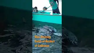 Amazing Catch of Nesbert of Catbawan,,Lots of Big Fish..