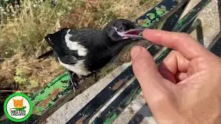 Я думала, он мне доверяет, но вот что сделала моя сорока 😲