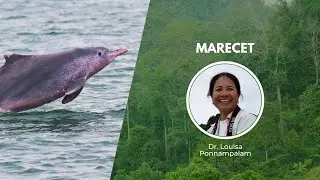 Sustaining Marine Mammals for the Future of the Oceans | Wildlife Conservation Expo 2022