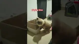 #highlights #cat #followers #kitten #purbaby