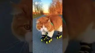 kitty got skills 🐈#ai #cat #funny #music #music