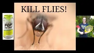 Fly Trap, pop Fly trap, Homemade Fly trap, Fly Zapper. kill flies.  Most Effective Fly Killer.