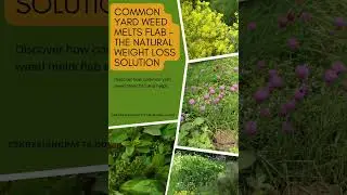 Common Yard Herb Melts Flab: The Natural Weight Loss Solution!