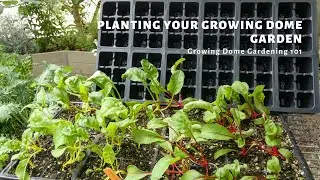 Growing Dome Gardening 101: Planting Your Growing Dome Garden