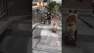 Dog Escaping Fast 😱 | Going to Meet Girlfriend or Friends? 😂🐶#cartoon #shortsfeed