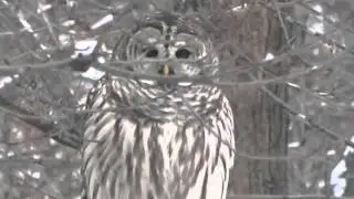 Barred owl in back yard Jan 19 2016