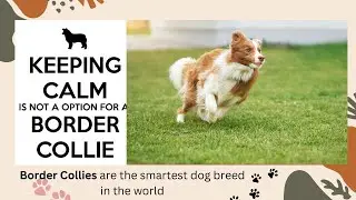This Border Collie's Fall Adventure Will Leave You Amazed! | Collies | Border Collie Puppy