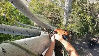 Cottonwood climb (tree removal) - Black Sheep Tree Service