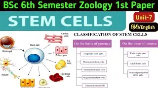 BSc 6th Semester zoology 1st paper/Stem Cells in Hindi//Types of Stem Cells//Totipotent//Pluripotent
