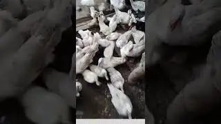 Duck Farming. 🦆🦆🦆 #backyardfarming #duckfarming #farm #duck #farmlife