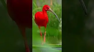 One of the world's most vividly red birds, Scarlet Ibis is the national bird of Trinidad and Tobago
