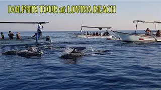 SEE THE DOLPHIN IN LOVINA BEACH ~ Bali Tourism