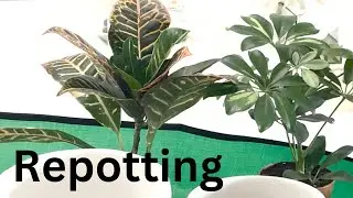 How to repot & Care Croton, Cyclamen, and Schefflera plants- Urdu / Hindi