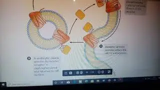 beta Adrenegic Receptor Desensitized