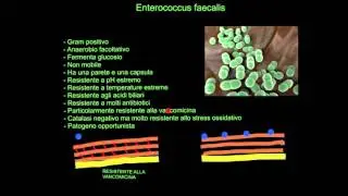 CORSO DI MICROBIOLOGIA ALIMENTARE - LEZIONE 3 - Enterococcus faecalis - CEPPI - GENOMA E VIRULENZA