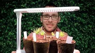 Nature's Blossom Bonsai Kit Update