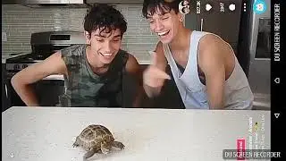 New Lucas and Marcus (Dobre Twins) Musical.ly | Best Musical.ly Complication 2017