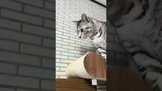 #よつは #cat #さばとら