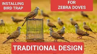 Installing a Traditional Zebra Dove Trap | Primitive Bird Trapping Method (Leg Snare Design)
